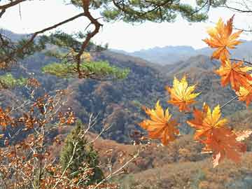 白小姐資料+一肖中特馬肖中特期期準(zhǔn)白小五行肖,最新解答解析說明_擴(kuò)展版25.533