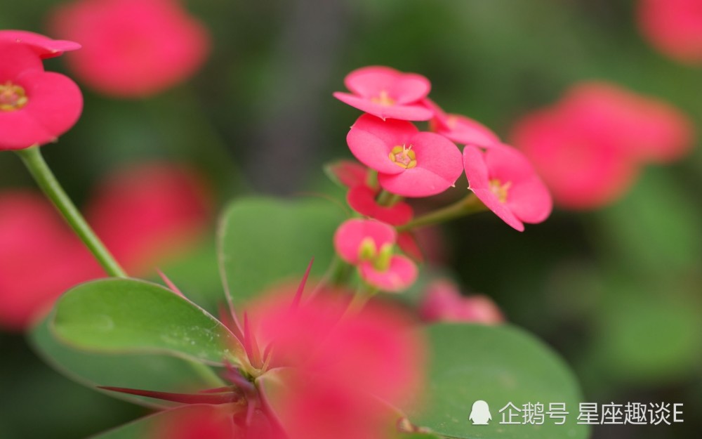 最新彈花技術(shù)及其應(yīng)用概覽