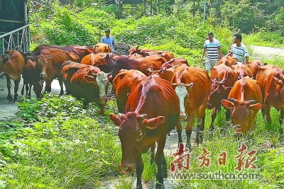 瑤安瑤族鄉(xiāng)最新項(xiàng)目,瑤安瑤族鄉(xiāng)最新項(xiàng)目，推動(dòng)地方發(fā)展的強(qiáng)大引擎