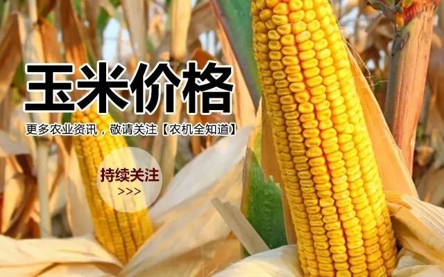 山東今日玉米最新價格及動態(tài)分析概覽